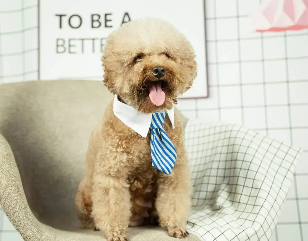 Adjustable Formal Collar Neck Tie for Dogs & Cats Blue & Tan